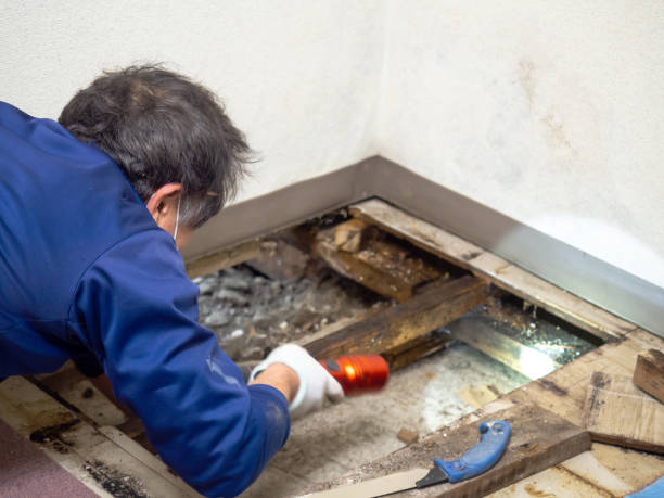 Best Office Mold Removal Services  in Iona, ID