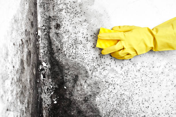Best Toxic Mold Removal  in Iona, ID