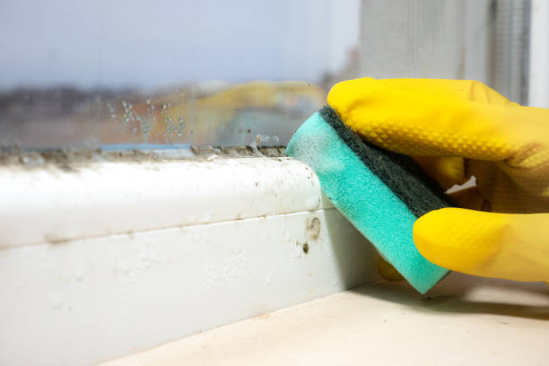 Best Mold Testing  in Iona, ID