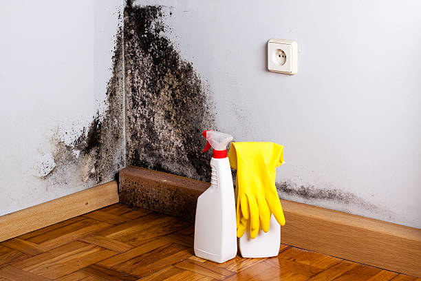 Best Crawl Space Mold Removal  in Iona, ID