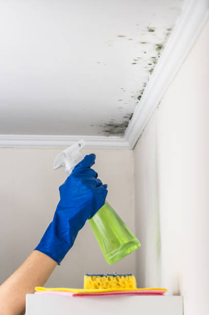 Best Crawl Space Mold Removal  in Iona, ID