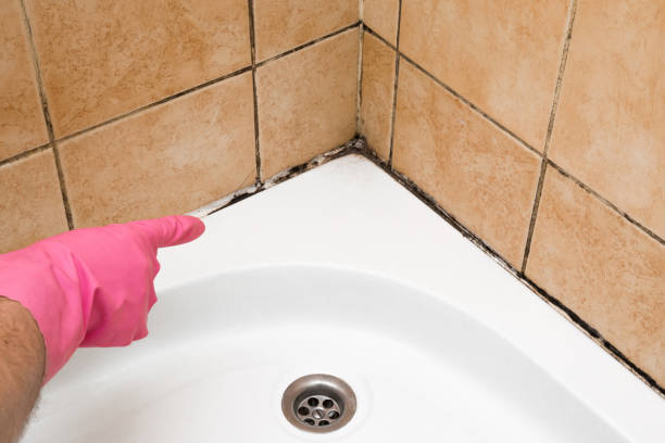 Home Mold Removal in Iona, ID