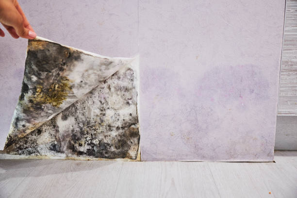 Best Mold Damage Repair  in Iona, ID